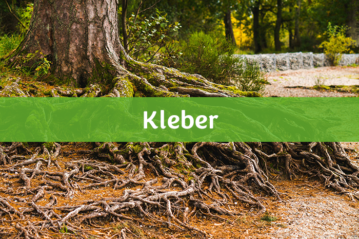 LEINOS-Kleber-text.png